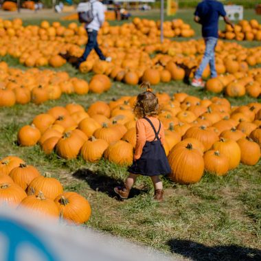 pumpkin patches corn mazes and fall festivals near Denver