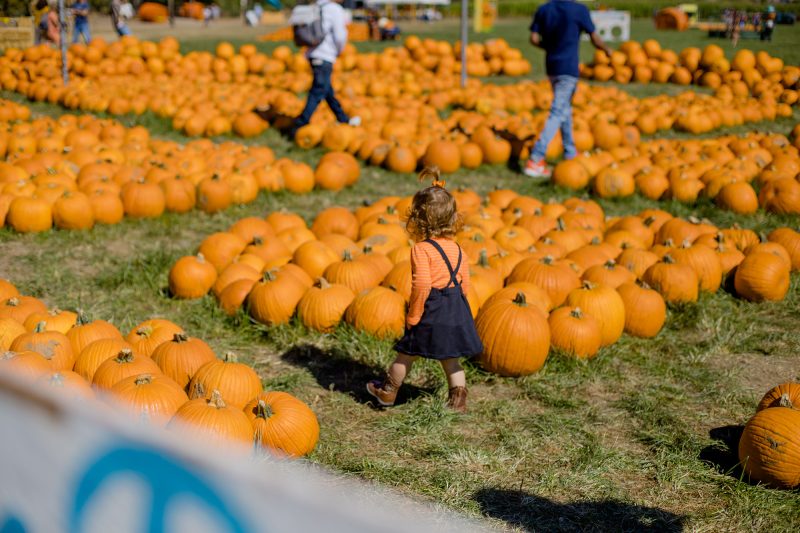 pumpkin patches corn mazes and fall festivals near Denver