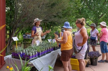 Things To Do In Denver This Weekend (July 17- 19 2026)