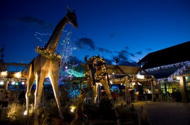 Denver Zoo Lights 2026