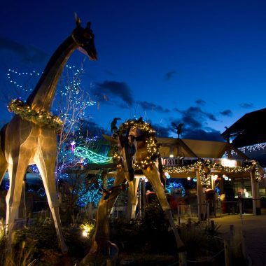 Denver Zoo Lights 2026
